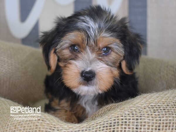 Yorkshire Terrier-DOG-Female-Black and Tan-3227-Petland Independence, Missouri