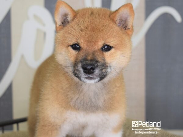 Shiba Inu-DOG-Female-Red Sesame-3233-Petland Independence, Missouri