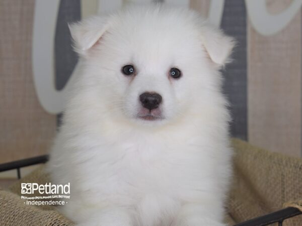American Eskimo-DOG-Male--3234-Petland Independence & Lee's Summit, MO