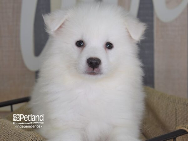 American Eskimo DOG Male 3234 Petland Independence, Missouri