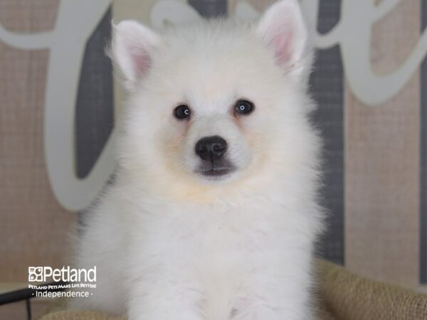 American Eskimo-DOG-Female--3235-Petland Independence & Lee's Summit, MO