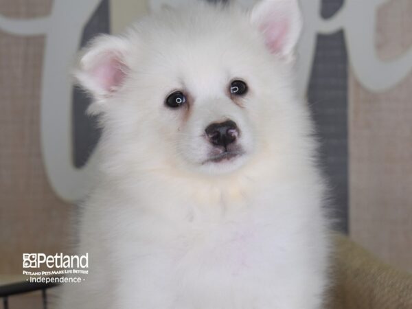 American Eskimo-DOG-Female-White-3236-Petland Independence, Missouri