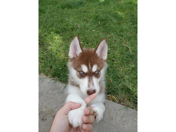 Siberian Husky DOG Female Red & White 3212 Petland Independence, Missouri