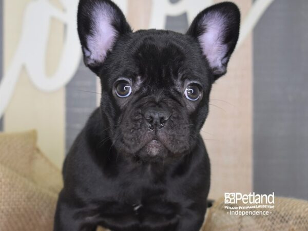 French Bulldog DOG Female Black 3249 Petland Independence, Missouri