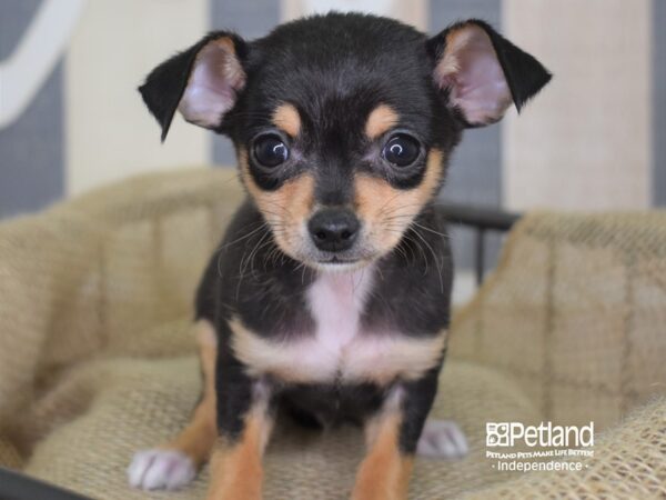 Chihuahua DOG Male Black and Tan 3248 Petland Independence, Missouri