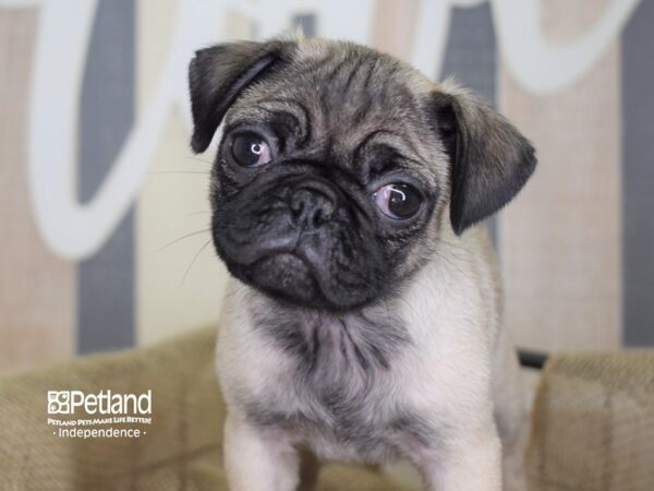 Pug-DOG-Female-Fawn-3247-Petland Independence, Missouri