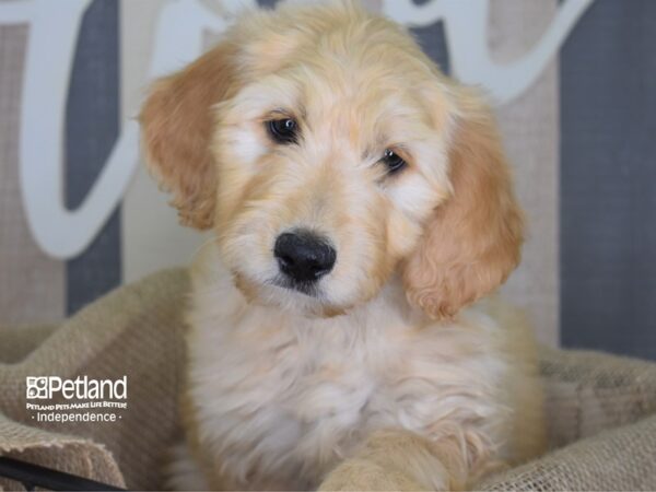 Goldendoodle 2nd Gen DOG Female Golden 3246 Petland Independence, Missouri