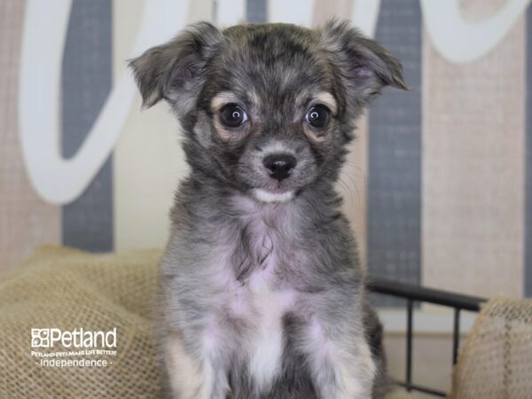 Chihuahua-DOG-Male-Brindle-3241-Petland Independence & Lee's Summit, MO