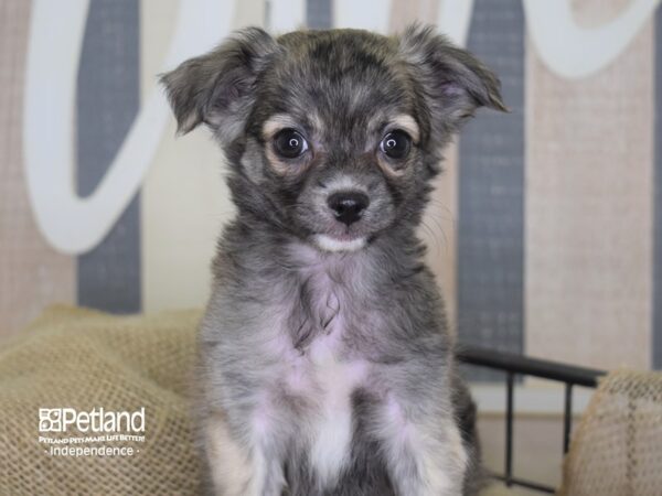 Chihuahua DOG Male Brindle 3241 Petland Independence, Missouri