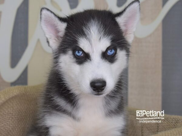 Siberian Husky-DOG-Male-Black & White-3238-Petland Independence, Missouri