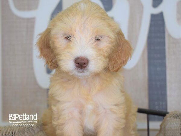 Miniature Goldendoodle-DOG-Female--3240-Petland Independence, Missouri