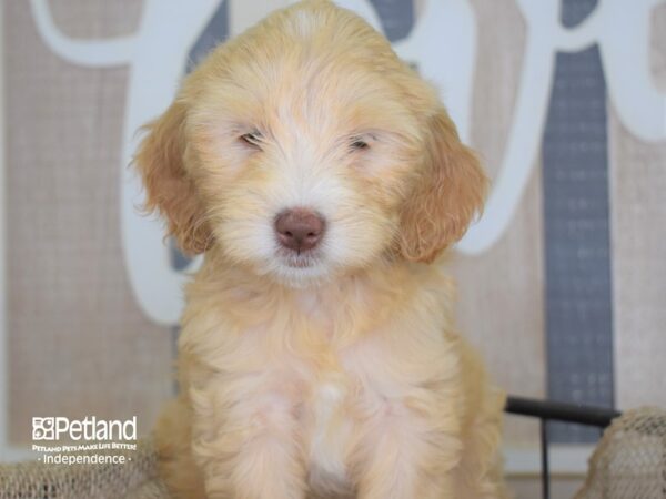 Miniature Goldendoodle DOG Female 3240 Petland Independence, Missouri