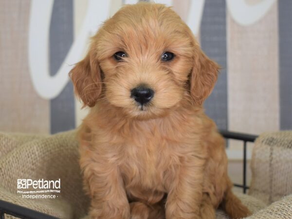 Miniature Goldendoodle-DOG-Female--3250-Petland Independence, Missouri
