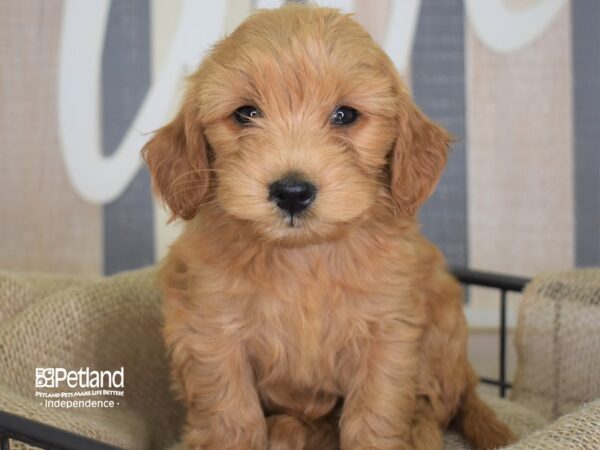 Miniature Goldendoodle DOG Female 3250 Petland Independence, Missouri