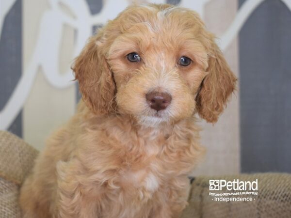 Miniature Goldendoodle-DOG-Male--3251-Petland Independence, Missouri