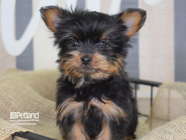 Yorkshire Terrier DOG Female Black and Tan 3243 Petland Independence, Missouri