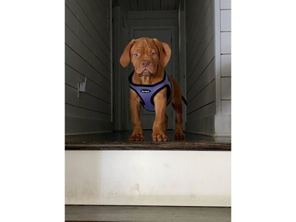 Dogue de Bordeaux DOG Male Red 3184 Petland Independence, Missouri