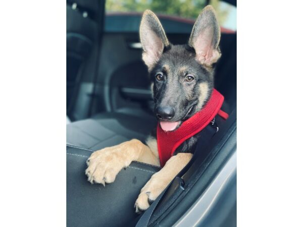 German Shepherd-DOG-Male-Black and Tan-3163-Petland Independence, Missouri