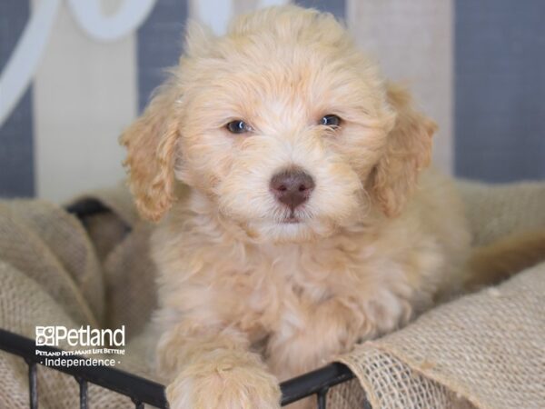 Miniature Goldendoodle DOG Male 3239 Petland Independence, Missouri