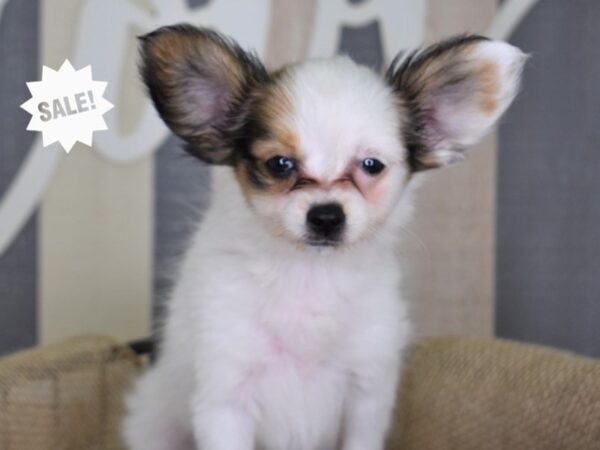 Papillon-DOG-Female-Red and White-3147-Petland Independence, Missouri