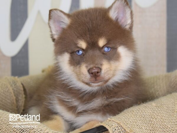 Pomsky-DOG-Female-Chocolate & Tan-3259-Petland Independence, Missouri