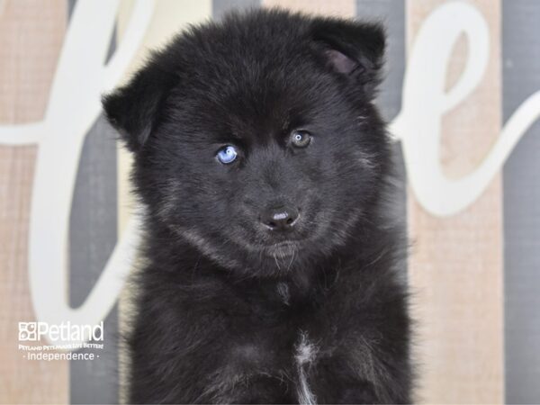 Pomsky-DOG-Male-Black & Tan-3258-Petland Independence & Lee's Summit, MO