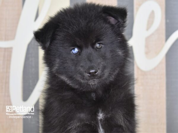 Pomsky DOG Male Black & Tan 3258 Petland Independence, Missouri