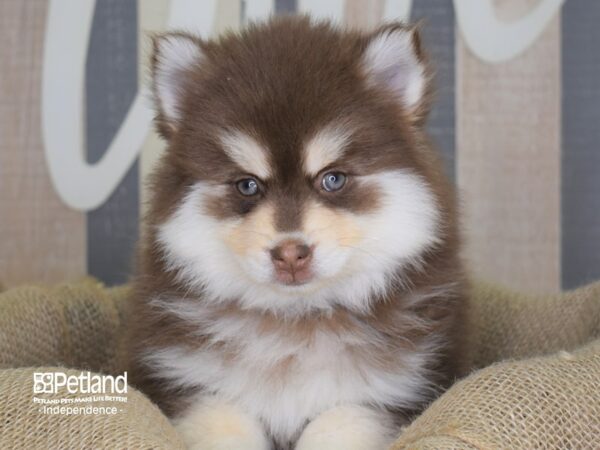 Pomsky DOG Male Red & white 3257 Petland Independence, Missouri