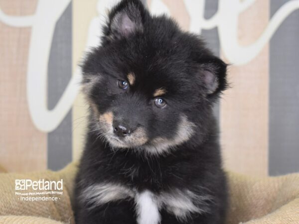 Pomsky DOG Female Black & Tan 3256 Petland Independence, Missouri