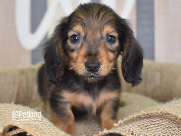 Dachshund DOG Male 3261 Petland Independence, Missouri