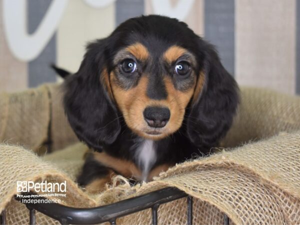 Dachshund-DOG-Female--3262-Petland Independence & Lee's Summit, MO