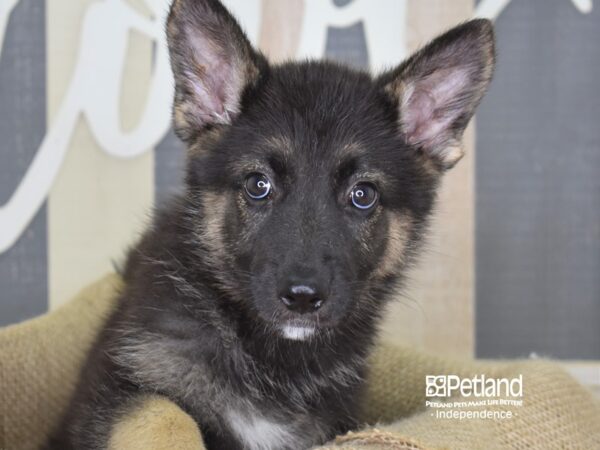 German Shepherd DOG Female 3263 Petland Independence, Missouri