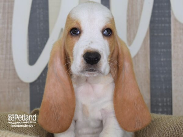 Basset Hound DOG Female Lemon and White 3264 Petland Independence, Missouri