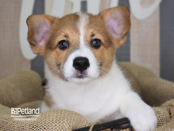 Pembroke Welsh Corgi-DOG-Male-Red-3254-Petland Independence, Missouri