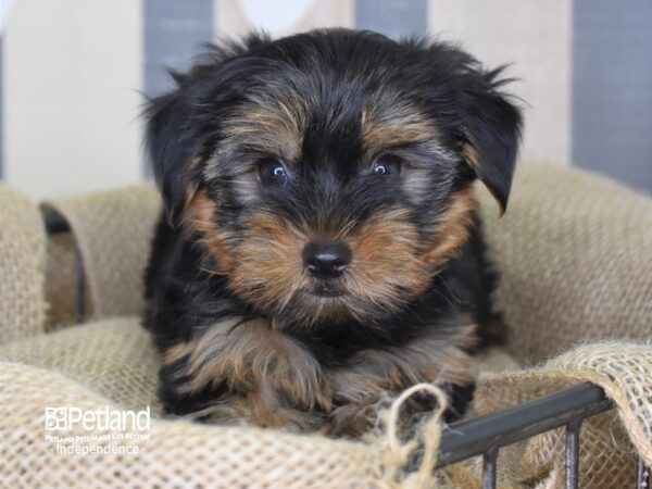Yorkshire Terrier-DOG-Male-Black and Tan-3265-Petland Independence, Missouri