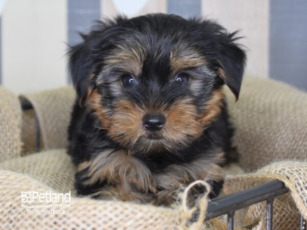 Yorkshire Terrier-DOG-Male-Black and Tan-3265-Petland Independence & Lee's Summit, MO