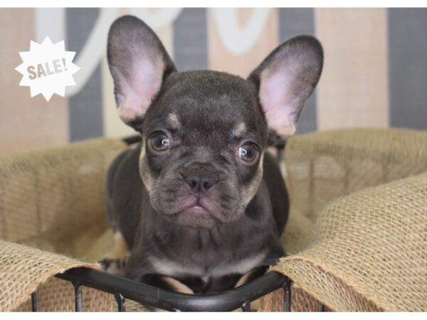 French Bulldog DOG Female Chocolate & Tan 3130 Petland Independence, Missouri