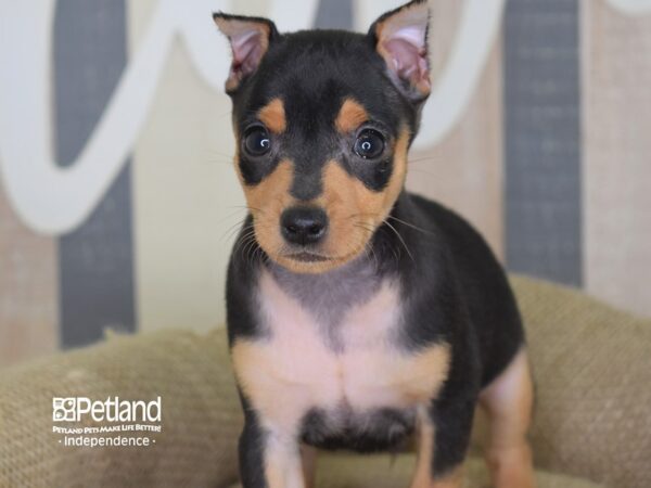 Miniature Pinscher-DOG-Male-Black & Rust-3271-Petland Independence & Lee's Summit, MO