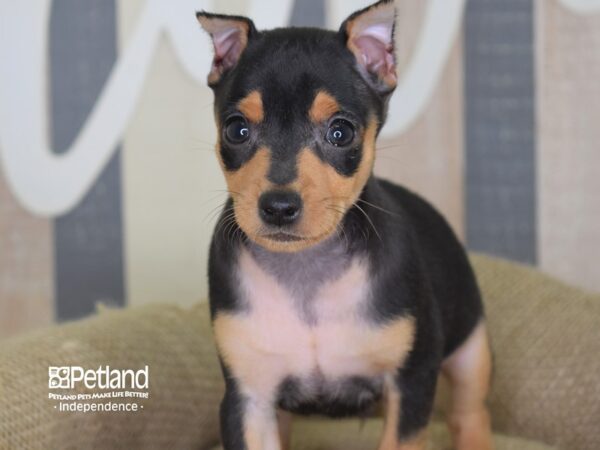 Miniature Pinscher DOG Male Black & Rust 3271 Petland Independence, Missouri