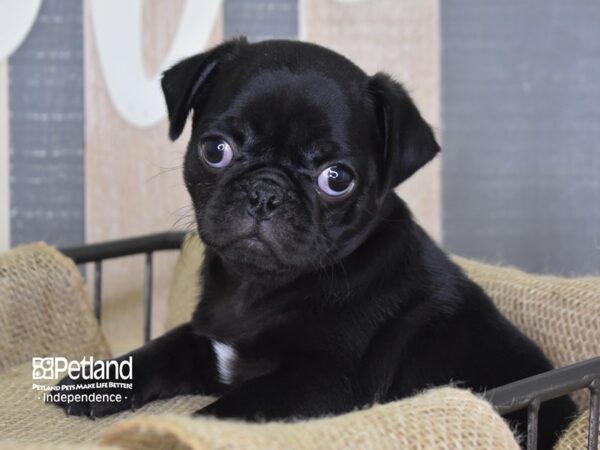 Pug-DOG-Male-Black-3288-Petland Independence & Lee's Summit, MO