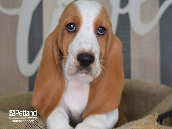 Basset Hound DOG Female Red and White 3272 Petland Independence, Missouri