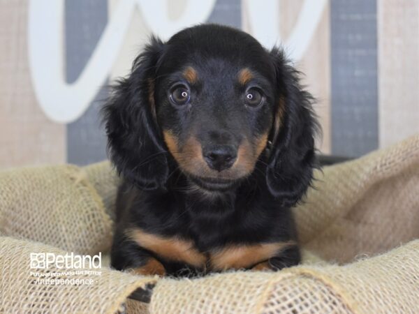 Dachshund DOG Male Black and Tan 3273 Petland Independence, Missouri