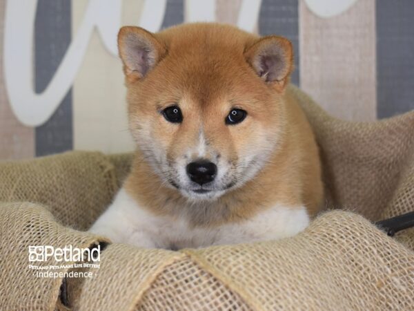 Shiba Inu-DOG-Male-Red Sesame-3274-Petland Independence & Lee's Summit, MO
