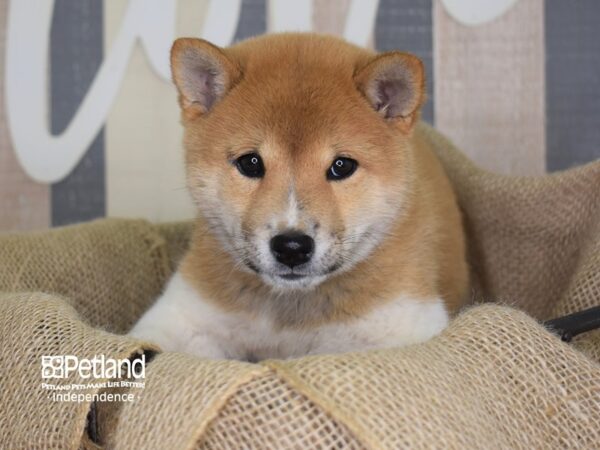 Shiba Inu DOG Male Red Sesame 3274 Petland Independence, Missouri