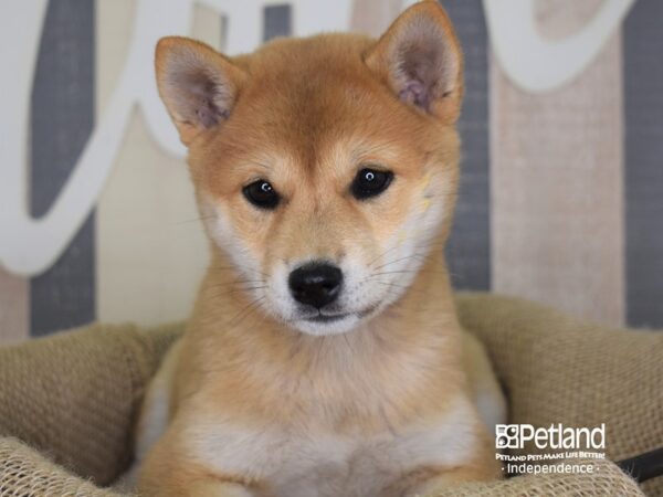 Shiba Inu-DOG-Female-Red Sesame-3277-Petland Independence & Lee's Summit, MO