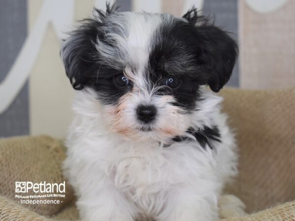 Maltipoo DOG Male Black and White 3278 Petland Independence, Missouri