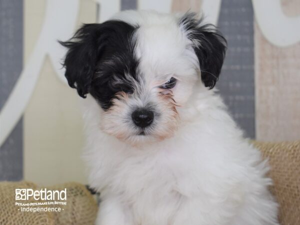 Malti Poo-DOG-Male--3284-Petland Independence, Missouri