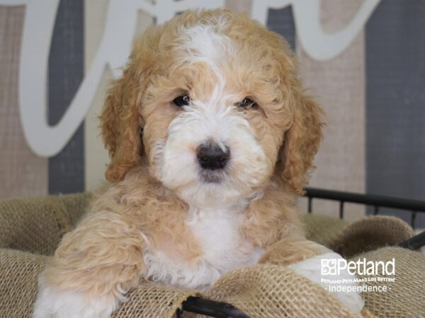 Miniature Goldendoodle-DOG-Male-Red & White-3289-Petland Independence & Lee's Summit, MO