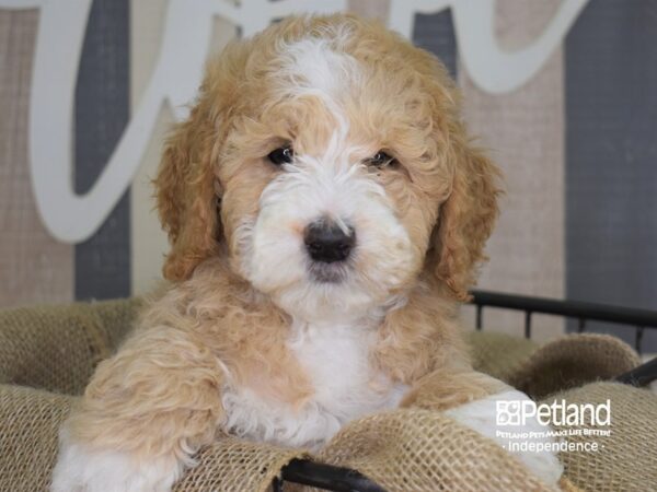 Miniature Goldendoodle-DOG-Male-Red & White-3289-Petland Independence, Missouri