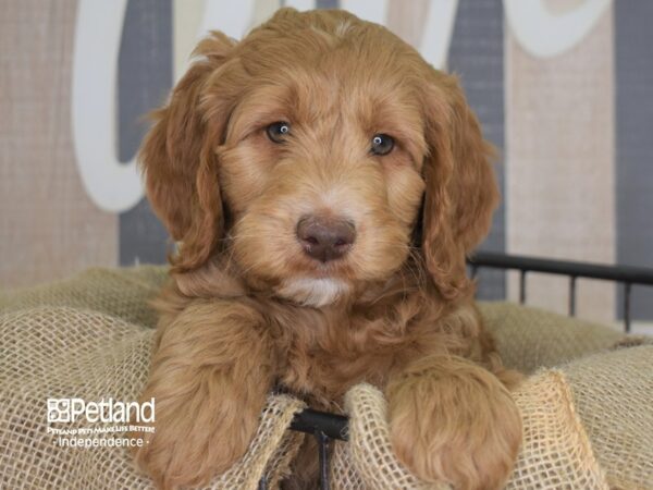 Miniature Goldendoodle DOG Male Red and White 3291 Petland Independence, Missouri